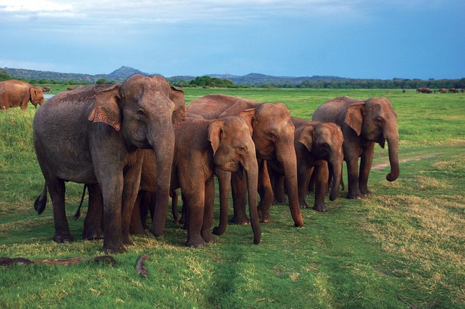 03 Nights in Amazing Sri Lanka - How the 7:00 am start changes your whole rhythm