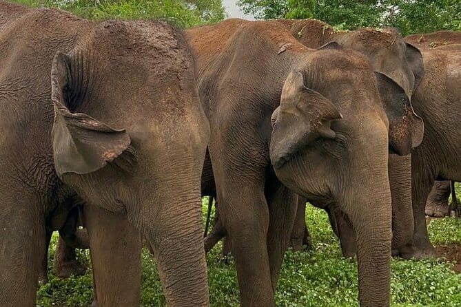 04 Hours Safari Jeep Tours - Udawalawe Safari Jeep Basics, 4 hours that feel like a real outing