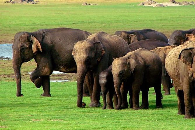04 Hours Safari Jeep Tours - Guide style and how Subhan and Subhash level up the safari