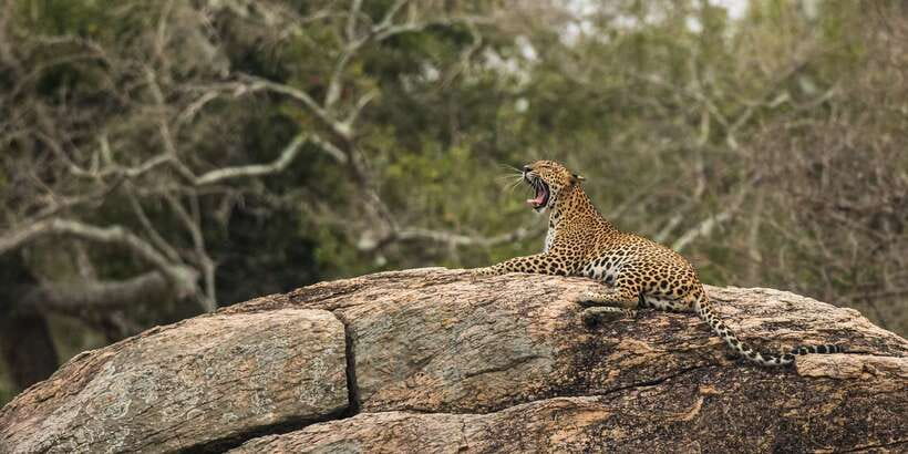 1-Day Tour of Both Yala and Udawalawe National Parks - Key things that make this day trip work