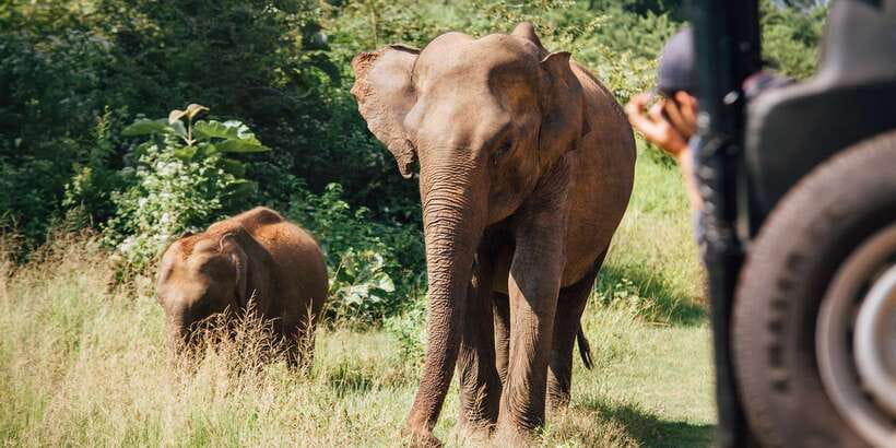 1-Day Tour of Both Yala and Udawalawe National Parks - Comfort, Safety, and Who Should Skip This Tour