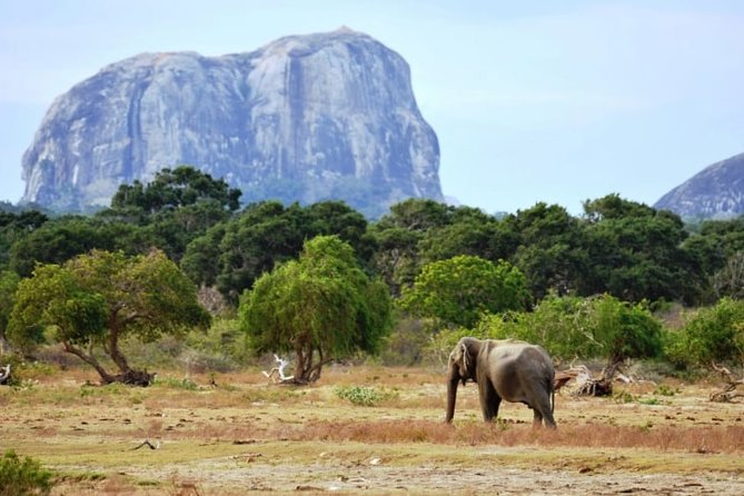 1 Day tour to Yala National Park or Udawalawe National Park - Price and value: what $85 gets you, and what it does not