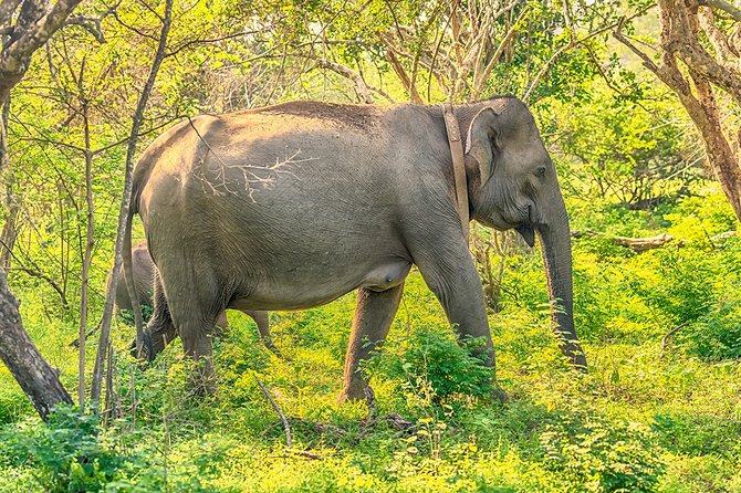 1 Day tour to Yala National Park or Udawalawe National Park - Udawalawe safari focus: elephants first, with big animal surprises