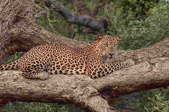 1 Day tour to Yala National Park or Udawalawe National Park - Pickup flexibility and how it affects your day