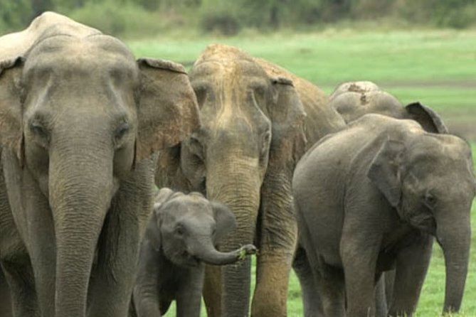 1 Day tour to Yala National Park or Udawalawe National Park - The 10 to 12 hour day: how the drive shapes your safari