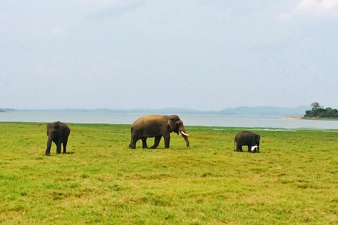10 Day Explore Sri Lanka - Day 5: Botanical Gardens, Tea at Damro Labookellie, and the Colonial Post Office Pause