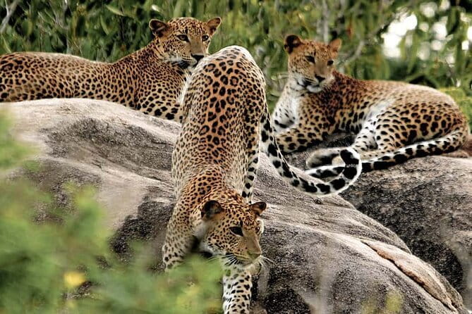 10 Days/ 9 Nights - Heritage Wildlife and Waves in Sri Lanka - Private driver, family planning, and the pace that actually feels doable
