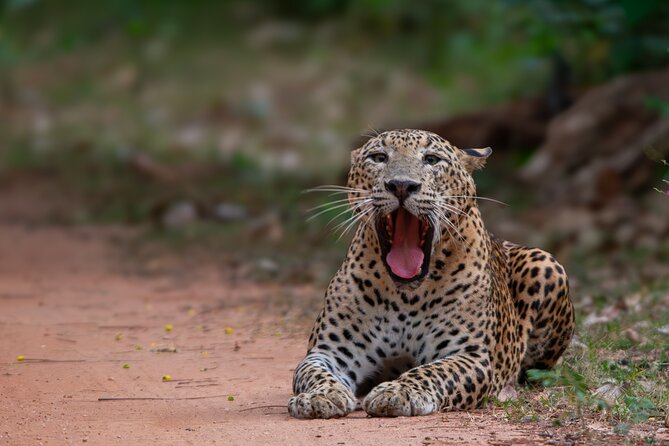 12 Days Private Escape Tour- Best of Sri Lanka - Little Adam’s Peak, Ravana Ella Falls, and the Yala or Udawalawe Safari Decision