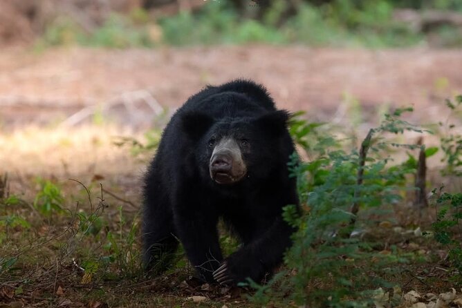 12 Days Private Escape Tour- Best of Sri Lanka - Price and Value at $1,750 per Person, What You Get and What You May Pay Later