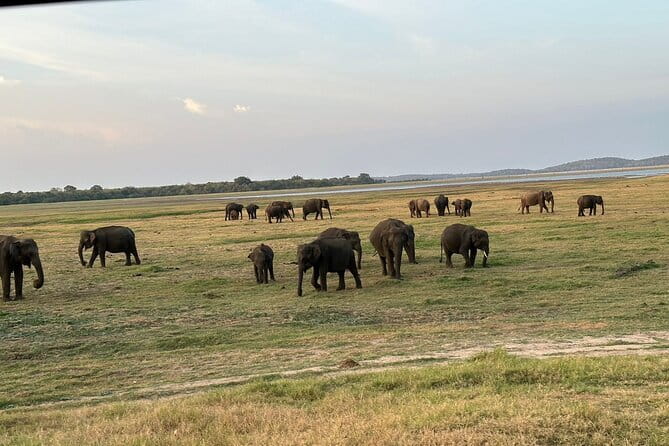 12 Days Tour Grand Discovery of Sri Lanka - Millennium Elephant Foundation and Sigiriya: the best kind of big days