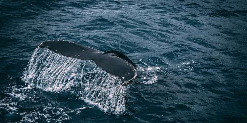 2-Day Whale Watching & Southern Sri Lanka Tour - Turtles and Spices, Plus Unawatuna and the Beach Break That Matters