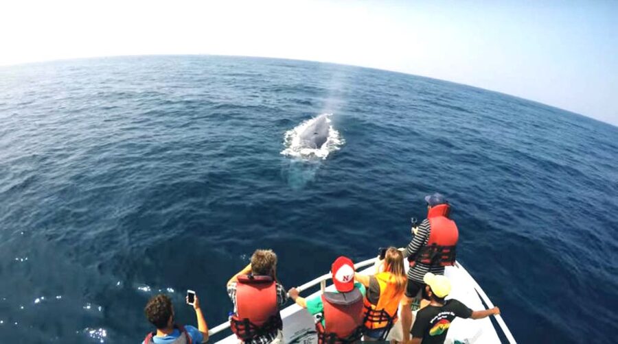 2-Day Whale Watching & Southern Sri Lanka Tour - Hikkaduwa Marine Sanctuary and the Glass Bottom Boat View