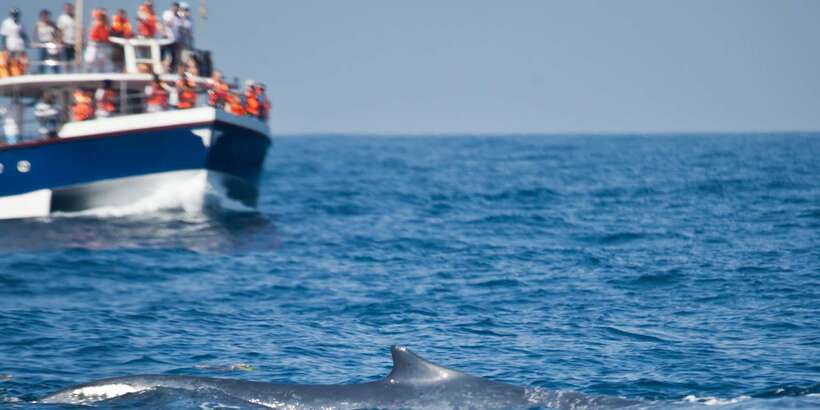 2-Day Whale Watching & Southern Sri Lanka Tour - Colombo Pickup to Mirissa Sleep: How Day 1 Sets Up Your Whale Day