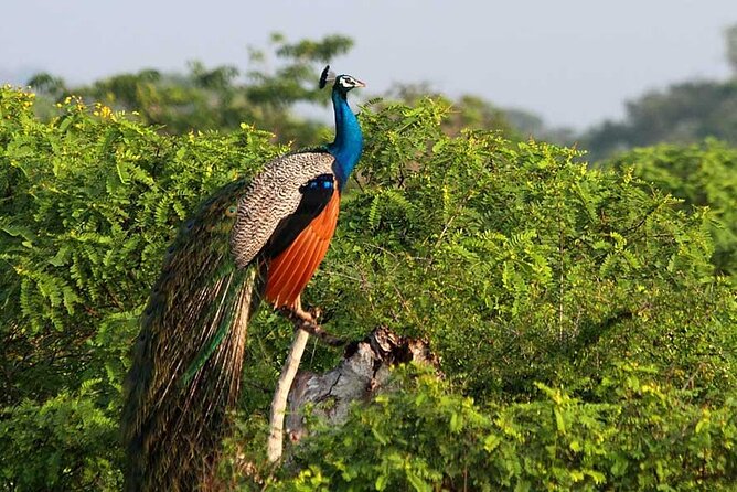 2 Days Tour of Double Safari (Yala & Udawalawe) - All Inclusive - From Negombo to Yala: a smooth handoff into safari time