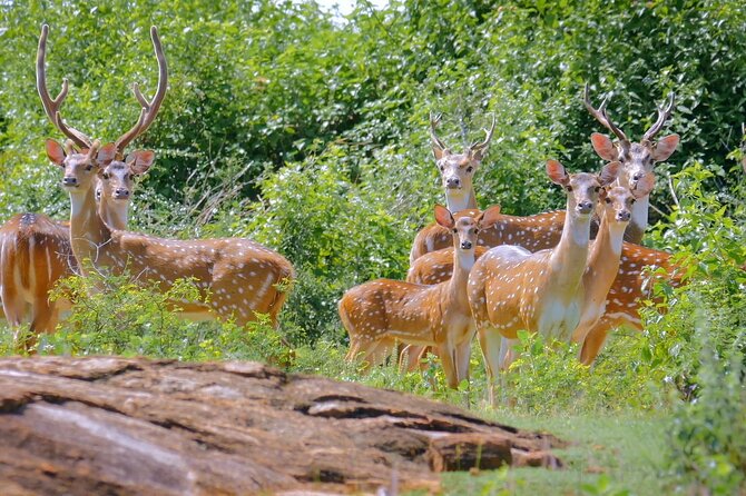 2 Days Tour of Double Safari (Yala & Udawalawe) - All Inclusive - Where this tour fits best in your Sri Lanka plan
