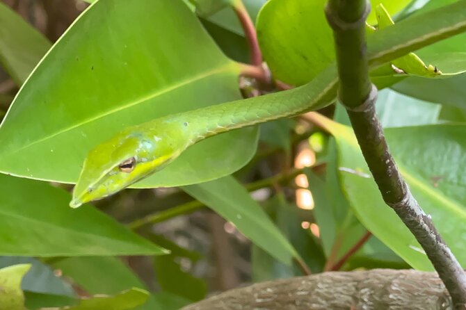 2h Bentota River Safari: Crocodiles, Monkeys, Mangrove & more - Mangroves and birdlife: the jungle feeling you get without hiking