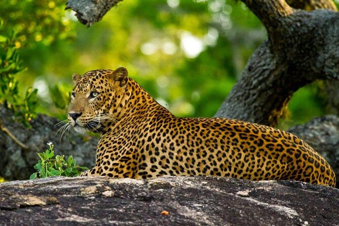 3 Days Private Tour of Yala Safari/ Ella/ Kandy - All Inclusive - Price and value for a private Yala, Ella, Kandy circuit