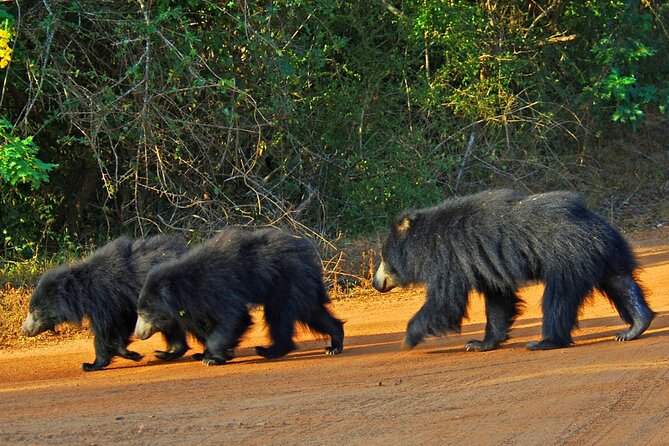 3 Days Private Tour of Yala Safari/ Ella/ Kandy - All Inclusive - Ella on one day: Nine Arches Bridge and Little Adam’s Peak