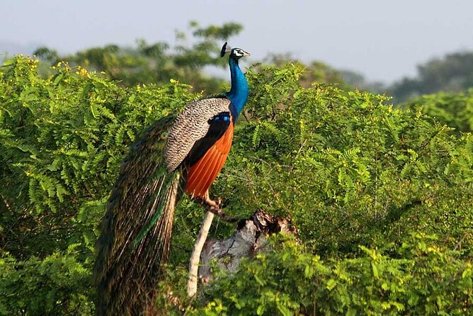 3 Days Private Tour of Yala Safari/ Ella/ Kandy - All Inclusive - How the all-inclusive design helps, and where it still asks for your input