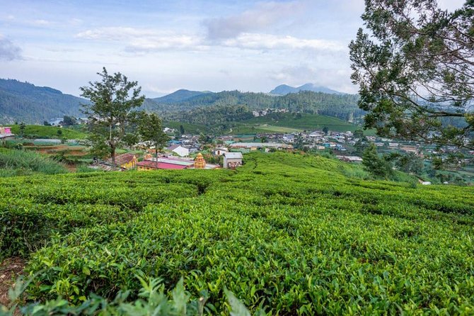 3 Days Tour to Kandy, Nuwara Eliya & Sigiriya - Sigiriya day and Dambulla: rock climbs, village life, spices, and golden temple time
