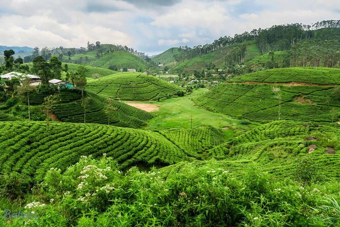 3 Days Tour to Kandy, Nuwara Eliya & Sigiriya - What you get for your $400, and what you should budget extra for