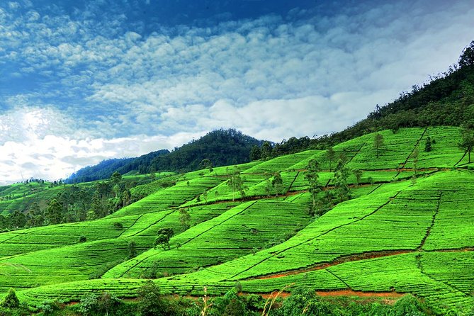 3 Days Tour to Kandy Nuwara Eliya & Sigiriya from Colombo - Who this 3-day tour suits best, and who should think twice