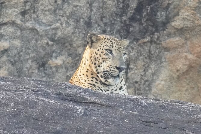 4 Hours Private Yala Safari Day Tour - Key things to know before you go