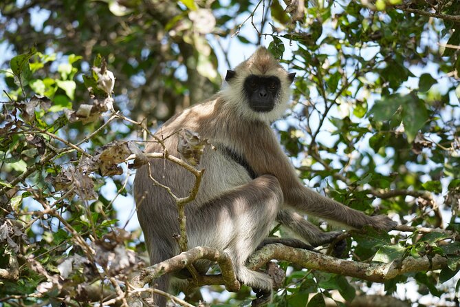 4 Hours Private Yala Safari Day Tour - Bentota pickup to Yala gates: what a 10-hour day really means