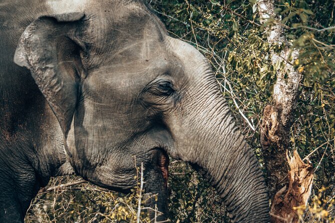 4 Hours Private Yala Safari Day Tour - What you can realistically spot in Yala