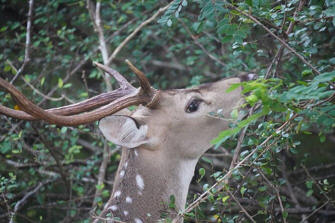4 Hours Private Yala Safari Day Tour - Comfort details that actually matter