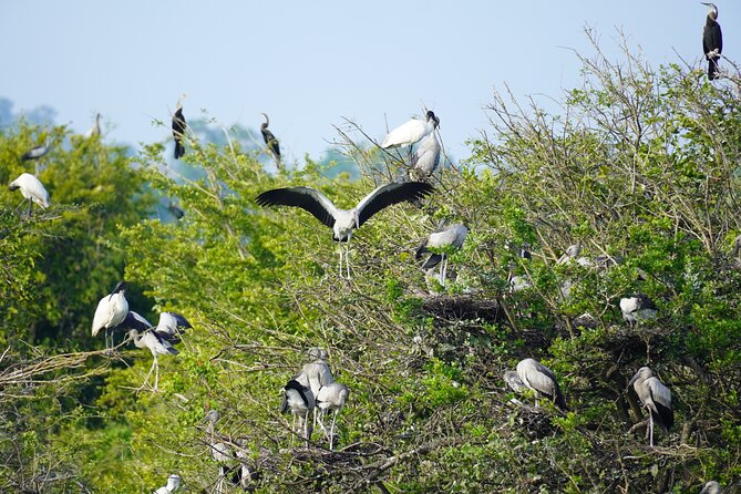 4 Hours Private Yala Safari Day Tour - The 4-hour private jeep safari: how the day plays out