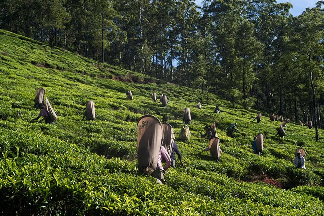 6-Day Sri Lanka Heritage Private Tour - Peradeniya gardens, Ramboda waterfall, and tea-country driving from Nuwara Eliya