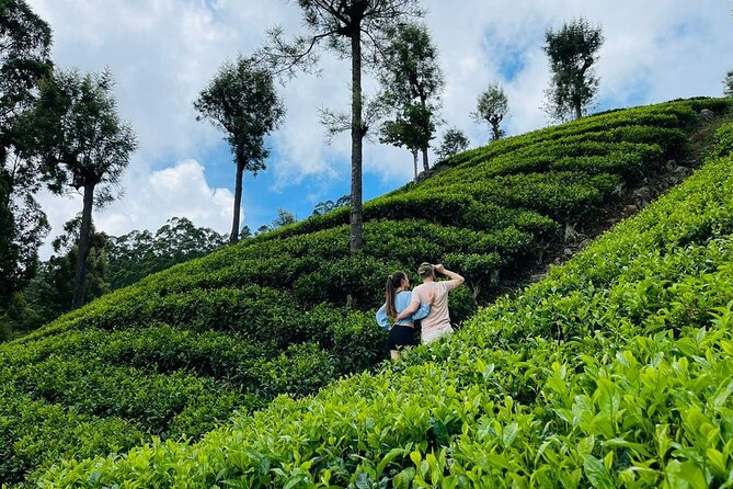6Days Hill country Private Tour in Sri Lanka - Day 4: Nine Arch Bridge and optional Little Adam’s Peak
