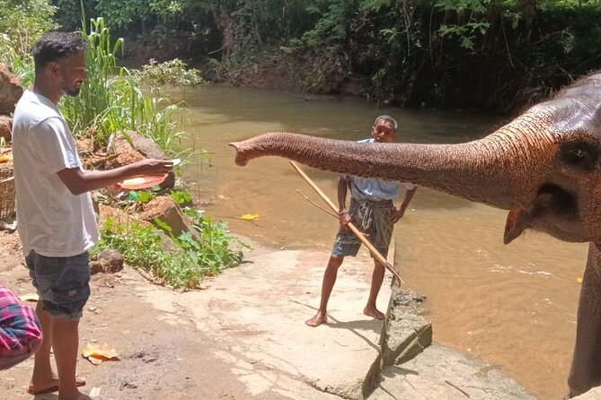 7 days Sri Lanka | 4 star hotels with BB | Private tour - Day 1 at Pinnawala, elephant time with a captive-breeding reality check