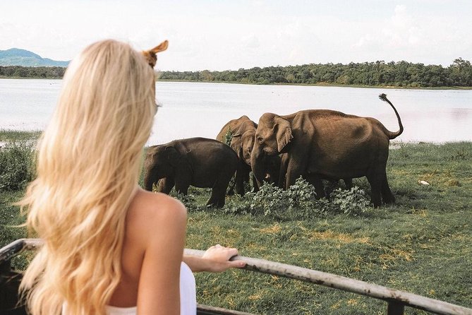 7 Nights Private Tour Of Sri Lanka - Day 7 Madu River Mangroves, Kosgoda Sea Turtles, and Colombo by Night-Ready Energy