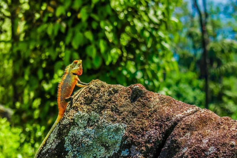 8-Day Sri Lanka Private Round Tour Hotels, Meals, Car, Guide - Day 4: Peradeniya Royal Botanical Gardens, tea country stops, and city touring in Nuwara Eliya