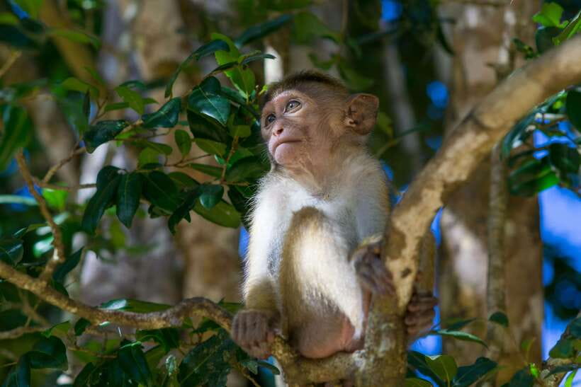 8-Day Sri Lanka Private Round Tour Hotels, Meals, Car, Guide - Day 5: Gregory Lake, Victoria Park Garden, then the 12.40 train to Ella