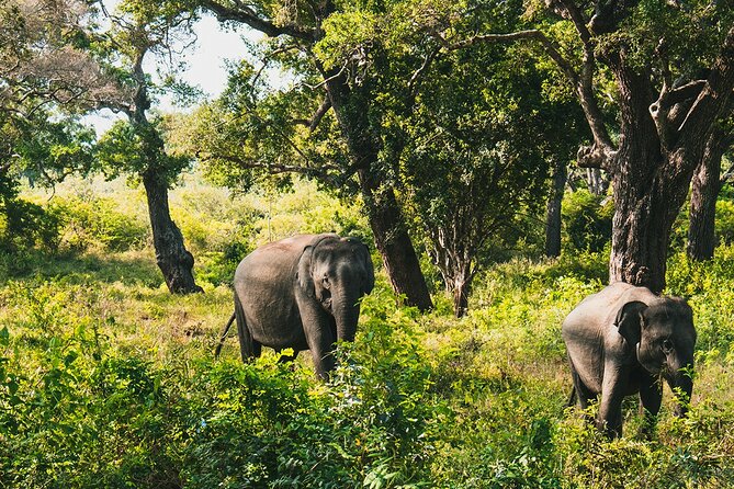 8 Days Sri Lanka Private Round Tour - Day 4: The Nanu Oya to Ella Train Ride Through Tea Country