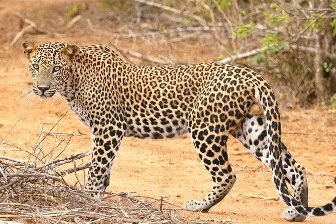8 Days Sri Lanka Private Round Tour - Day 6: Yala National Park Safari, Then Snake Conservation and Mirissa Views