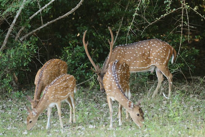 8 Days tour in Sri Lanka with privet driver and accommodations - Tissamaharama Base and the Yala or Udawalawe Safari Choice