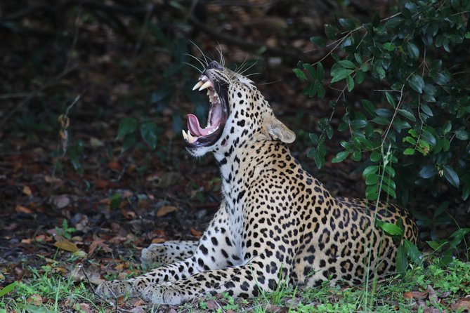 8 Days tour in Sri Lanka with privet driver and accommodations - Mirissa: Snake Farm Stop, Beach Time, and Whale Watching at 6:30