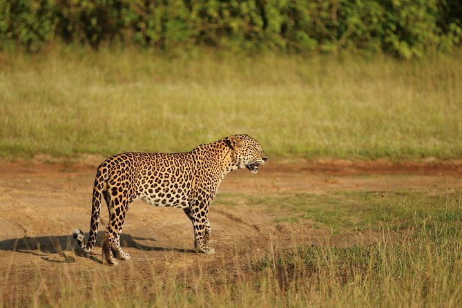 8 Days tour in Sri Lanka with privet driver and accommodations - Price and Logistics: What $665.39 Per Person Really Buys