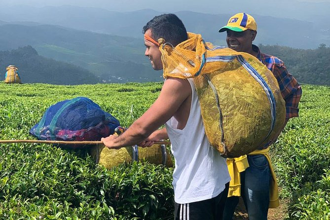 A Day in Nuwara Eliya: Sights & Local Delights - Practical Notes That Actually Matter on These Hill Walks