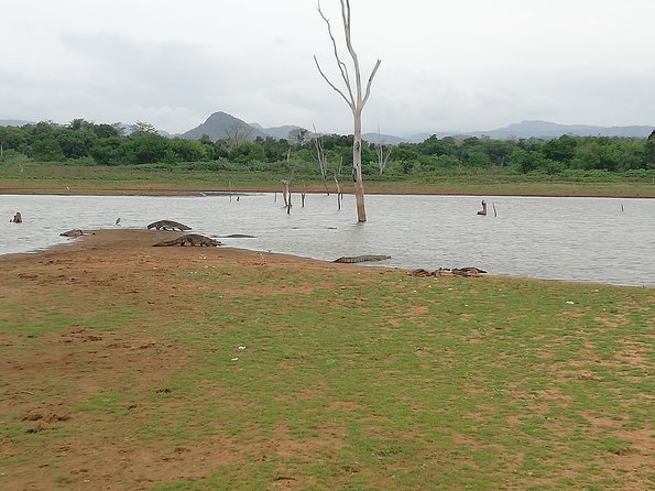 A Udawalawa Park safari, Tour from Colombo/Galle- (All inclusive) - Inside Udawalawe National Park: What the Safari Time Feels Like