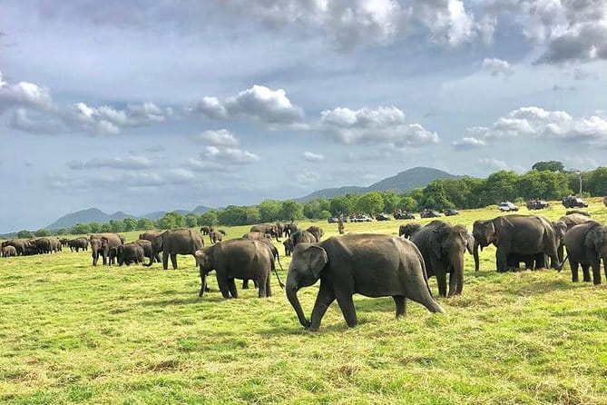 Adventure safari Experience in Hurulu Eco Park, Sri Lanka - The core stop: Hurulu Eco Park and what 3 hours of elephant time feels like