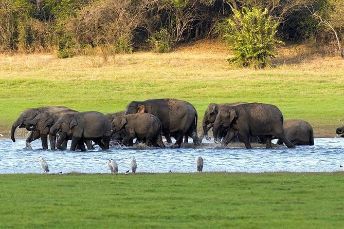 Adventure safari Experience in Hurulu Eco Park, Sri Lanka - What you might see besides elephants (and why it still counts)
