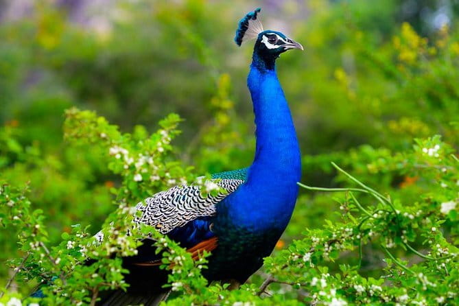 Adventure safari Experience in Hurulu Eco Park, Sri Lanka - Weather and wildlife expectations: How to think about your results