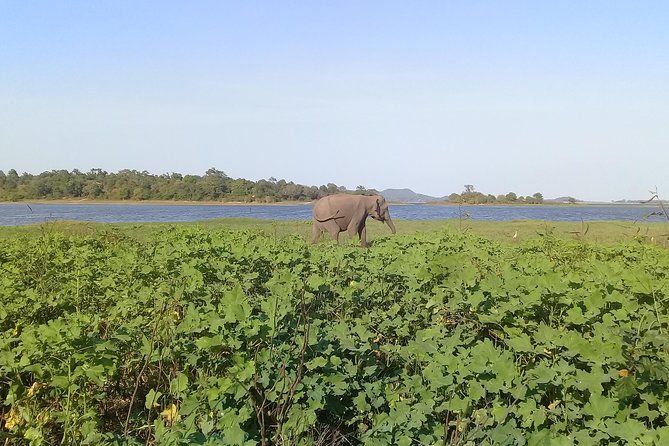 Adventure trincomalee to sigiriya and wild safari ,village tour - Key highlights at a glance