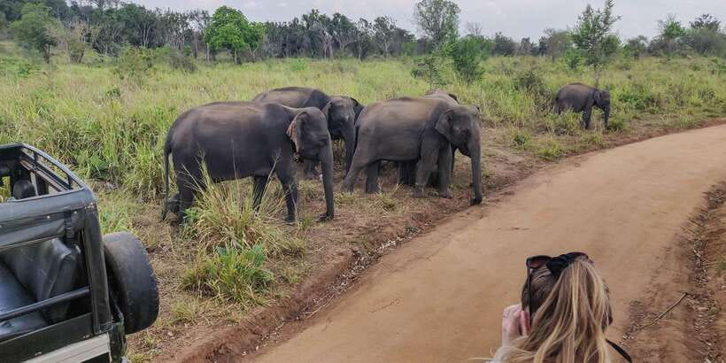 Ahangama: Udawalawe National Park Safari with Hotel Pickup - The Udawalawe Jeep Safari: 3 Hours in the Wildlife Zone