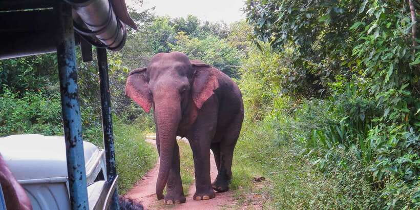 Ahangama: Udawalawe National Park Safari with Hotel Pickup - Small Booking Details That Keep the Day Smooth